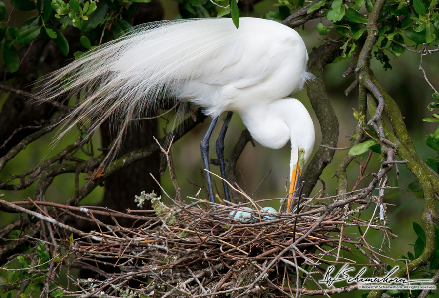 Wildlife Photography Galery Image