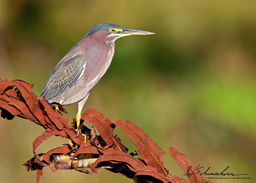 Wildlife Photography Galery Image