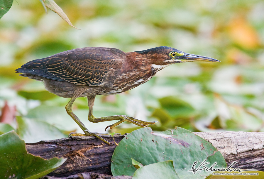 Wildlife Photography Galery Image