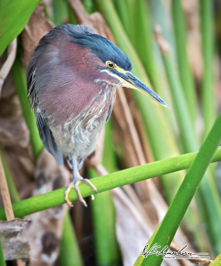 Wildlife Photography Galery Image