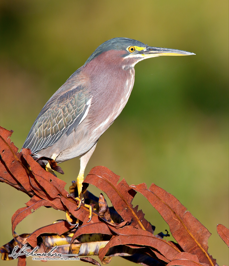 Wildlife Photography Galery Image