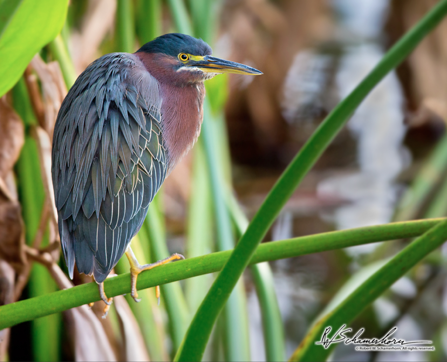 Wildlife Photography Galery Image