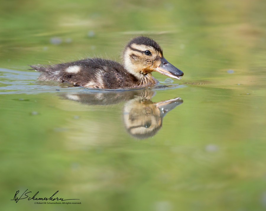 Wildlife Photography Gallery Image