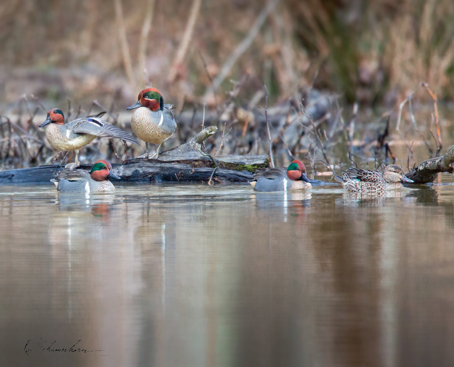 Wildlife Photography Gallery Image