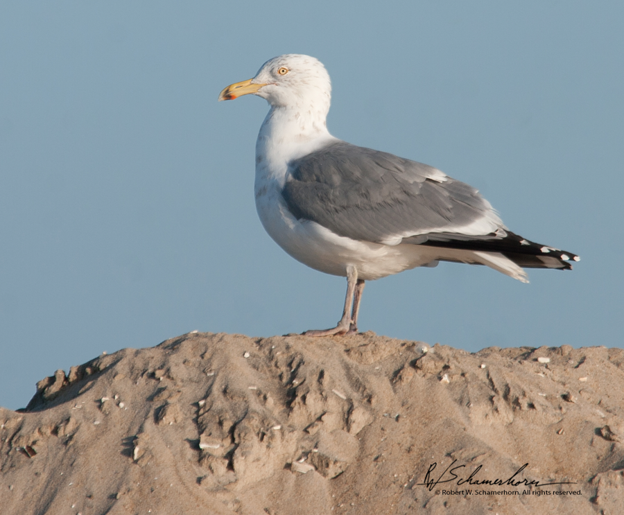 Wildlife Photography Gallery Image