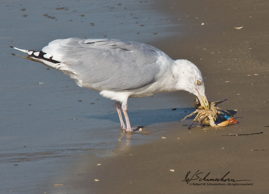 Wildlife Photography Gallery Image