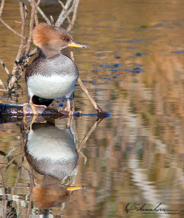 Wildlife Photography Galery Image