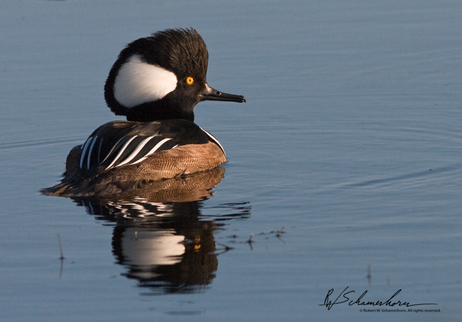 Wildlife Photography Galery Image