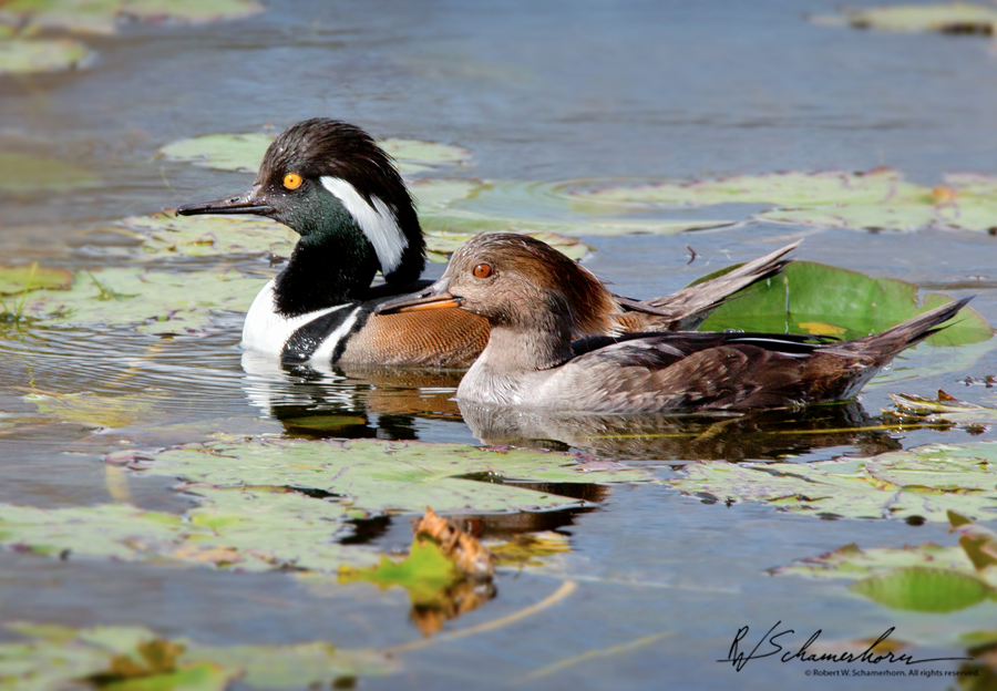 Wildlife Photography Galery Image