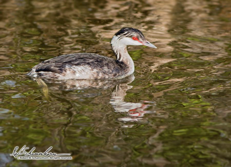 Wildlife Photography Gallery Image