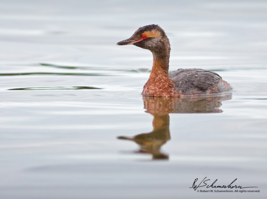 Wildlife Photography Gallery Image