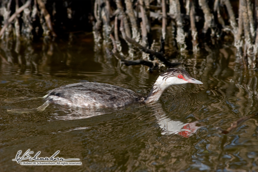 Wildlife Photography Gallery Image