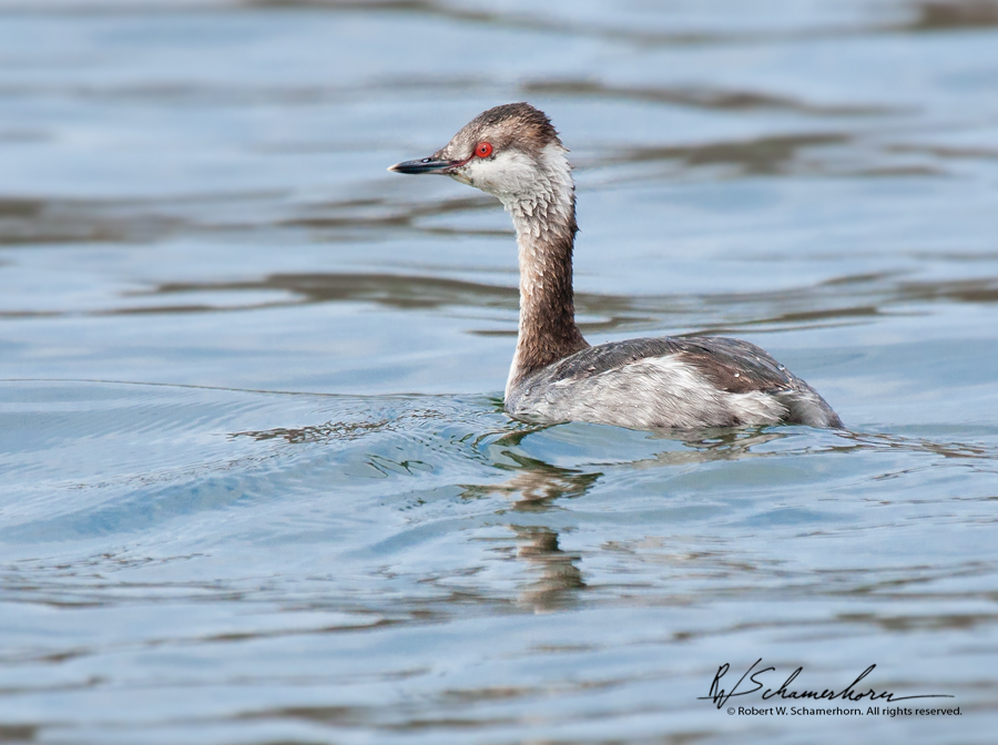 Wildlife Photography Gallery Image