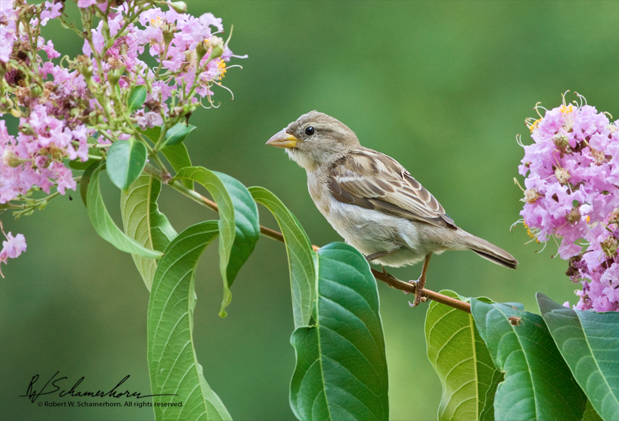 Wildlife Photography Gallery Image