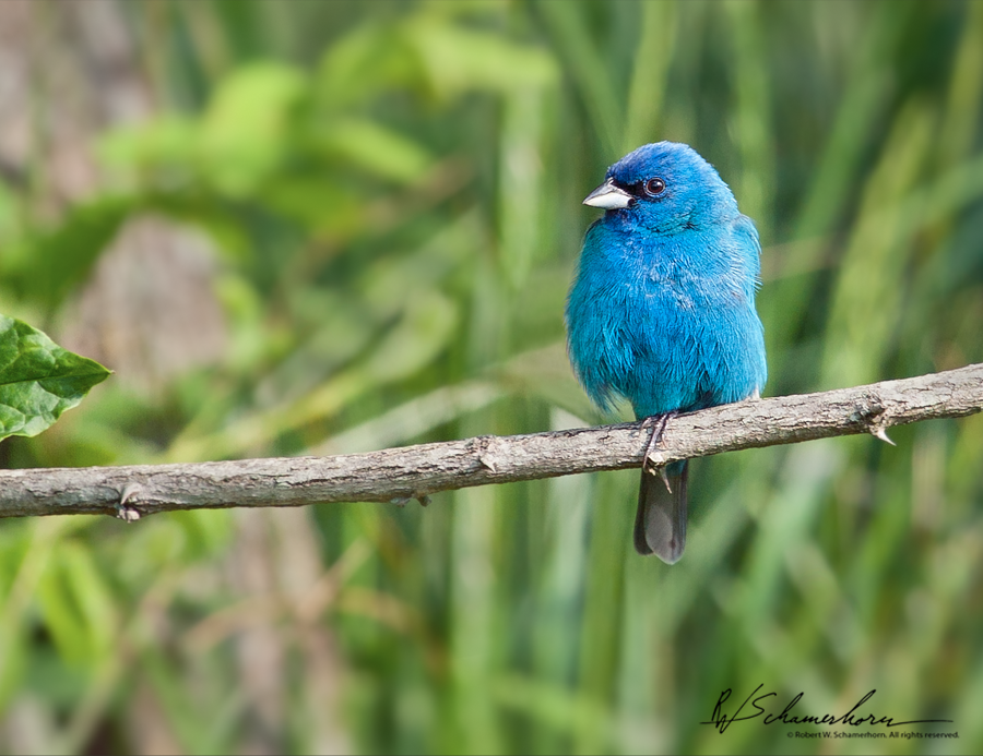 Wildlife Photography Galery Image