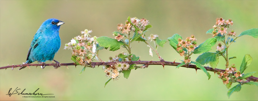 Wildlife Photography Galery Image