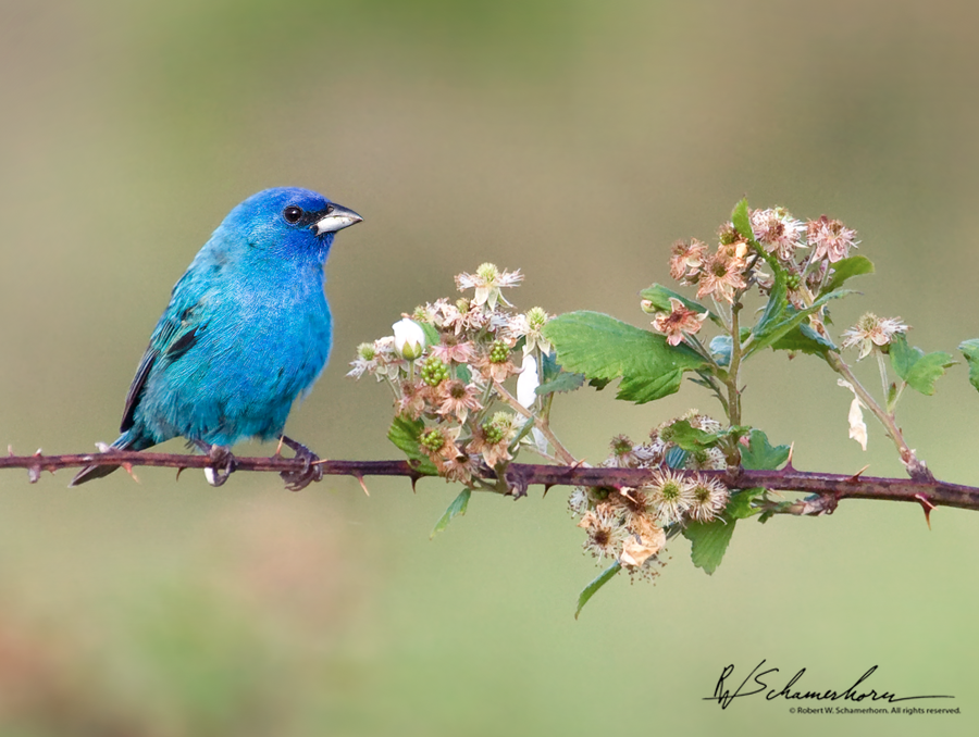 Wildlife Photography Galery Image