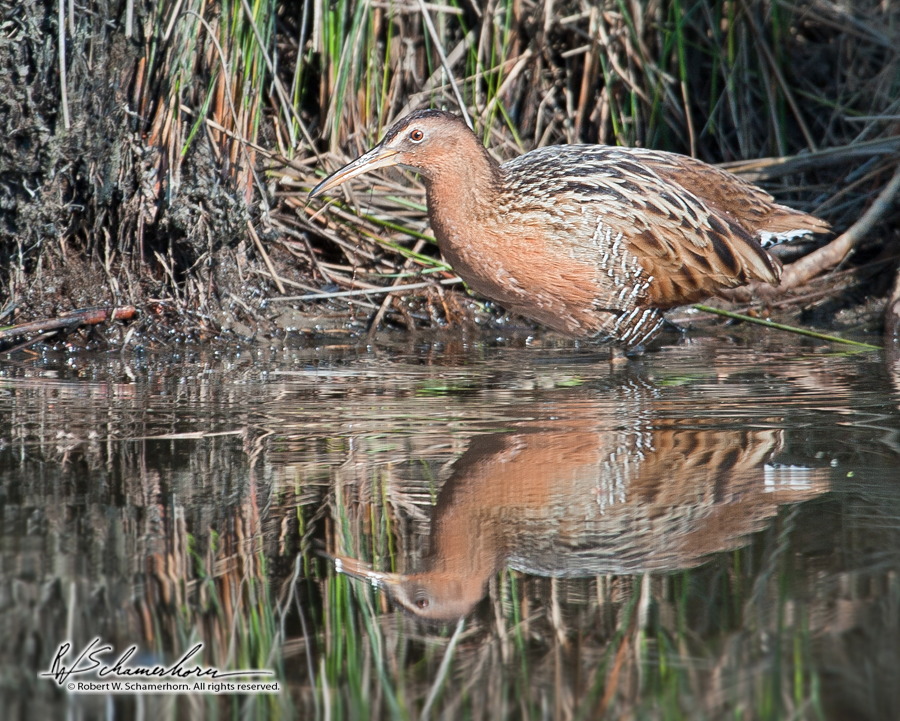 Wildlife Photography Gallery Image