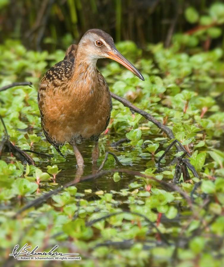 Wildlife Photography Gallery Image