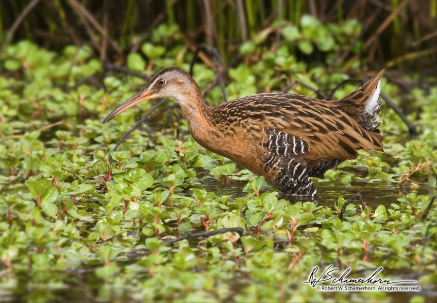 Wildlife Photography Gallery Image