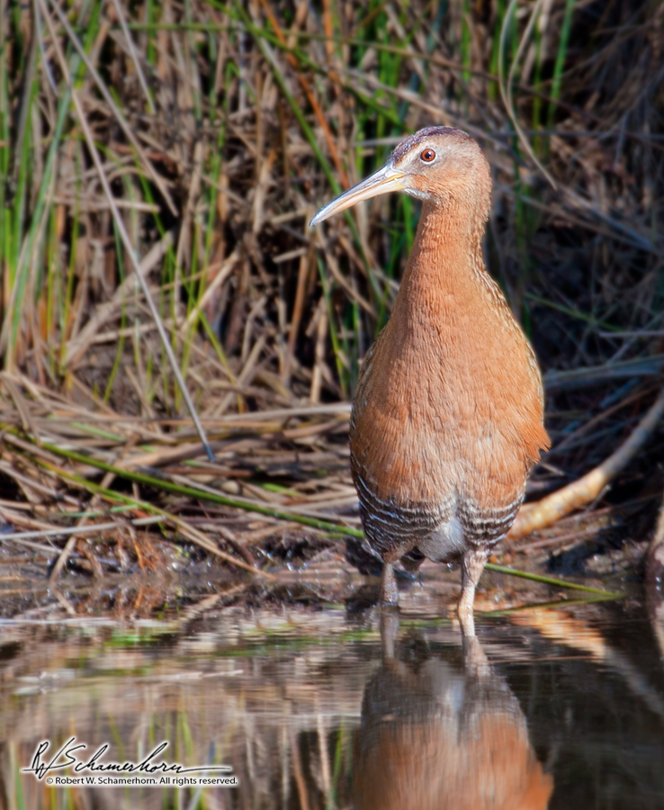 Wildlife Photography Gallery Image