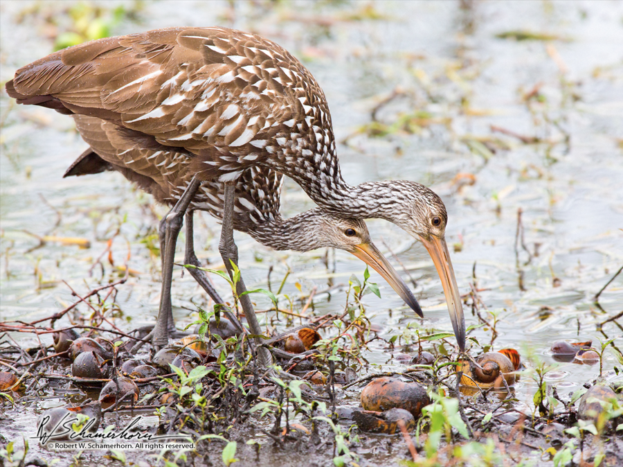 Wildlife Photography Gallery Image