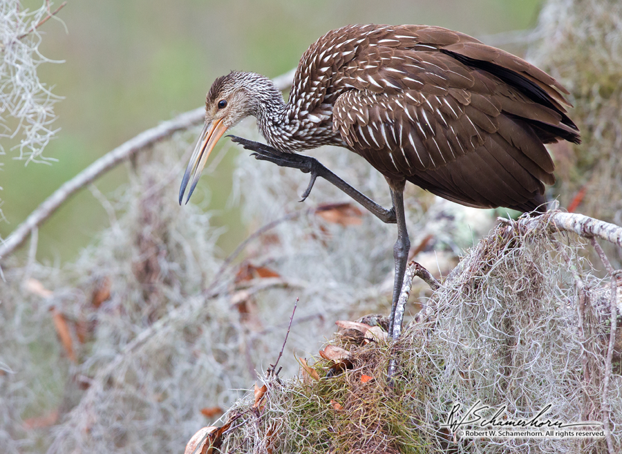 Wildlife Photography Gallery Image