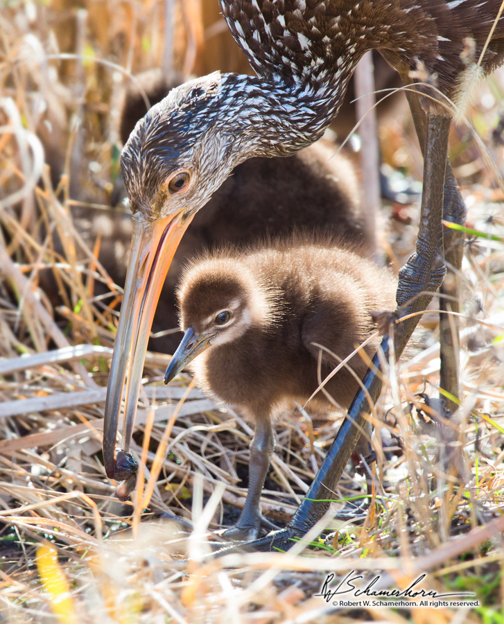 Wildlife Photography Gallery Image