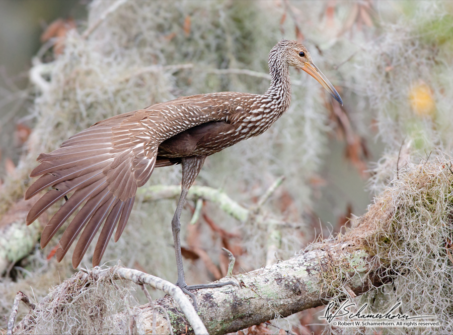 Wildlife Photography Gallery Image