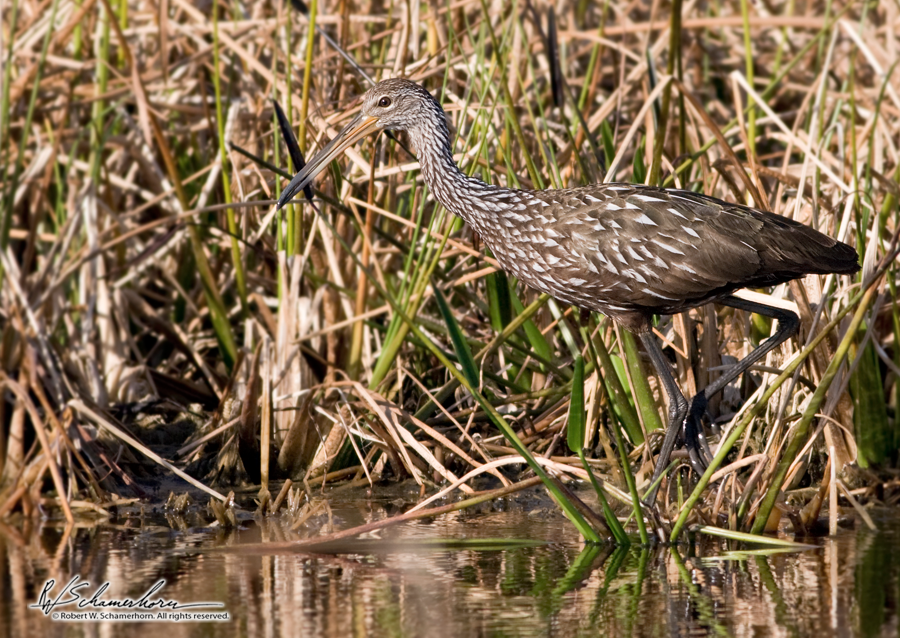 Wildlife Photography Gallery Image