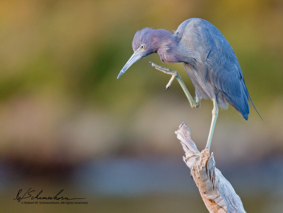 Wildlife Photography Gallery Image