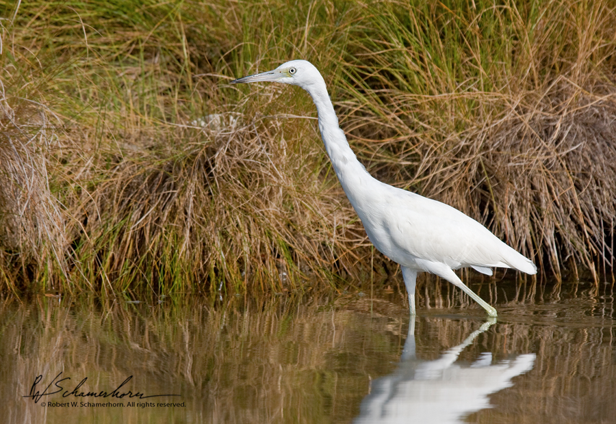 Wildlife Photography Gallery Image