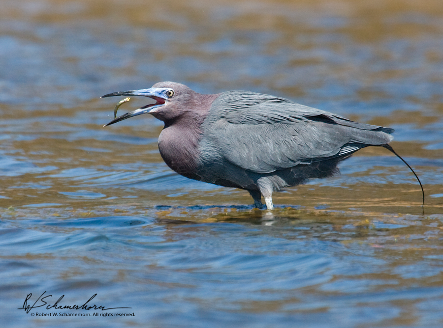 Wildlife Photography Gallery Image