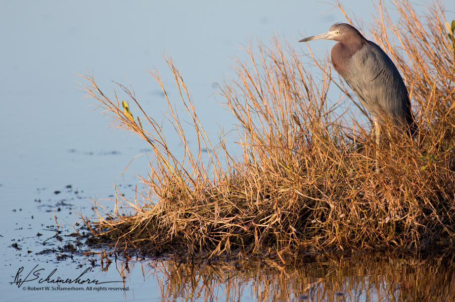 Wildlife Photography Gallery Image