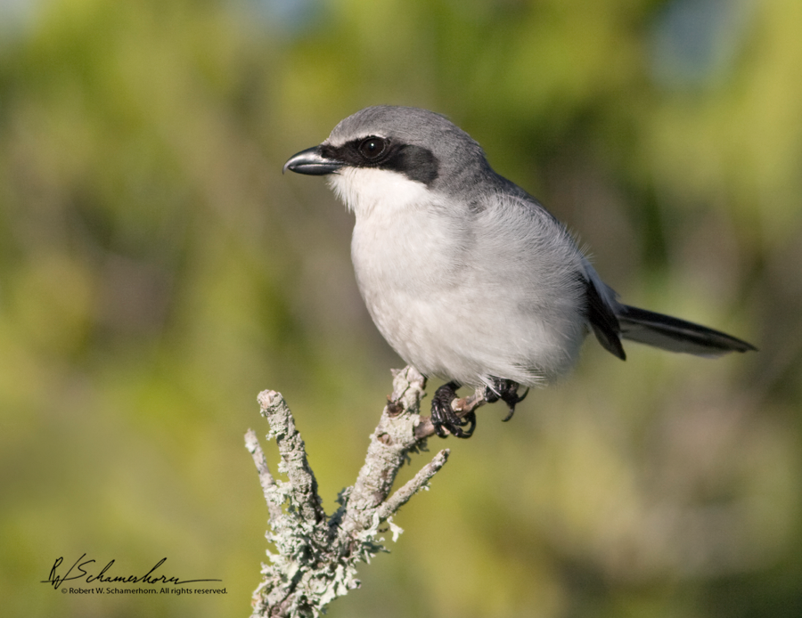 Wildlife Photography Gallery Image