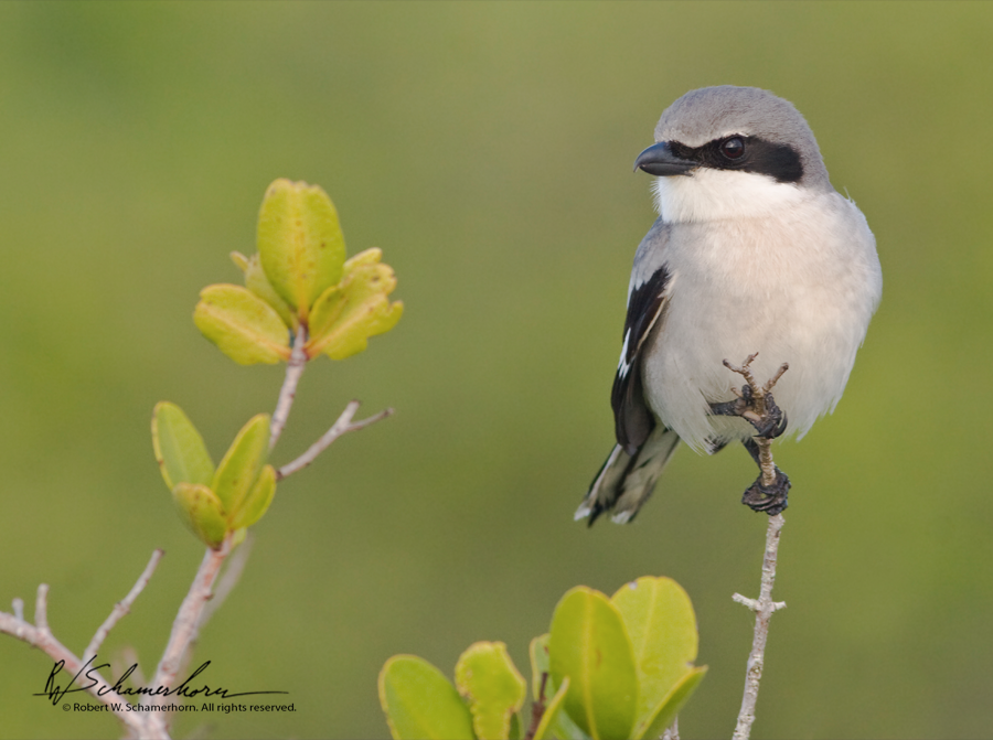 Wildlife Photography Gallery Image