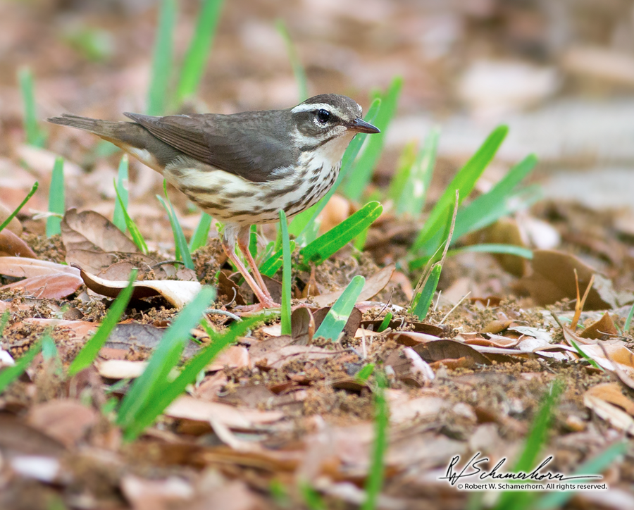 Wildlife Photography Gallery Image