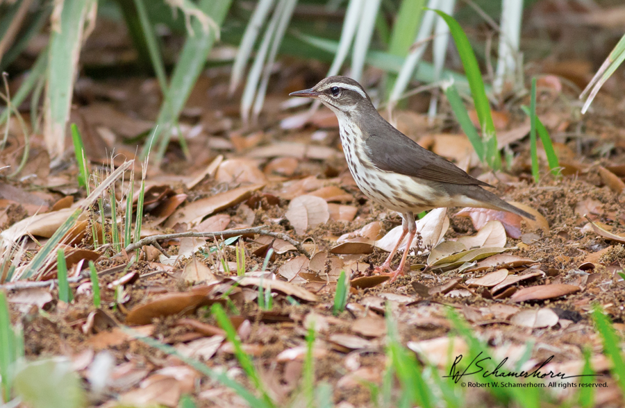 Wildlife Photography Gallery Image