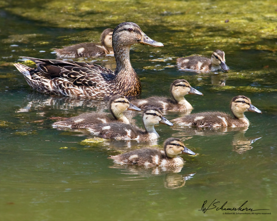 Wildlife Photography Galery Image