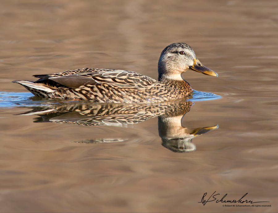 Wildlife Photography Galery Image