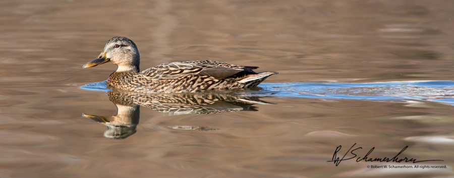 Wildlife Photography Galery Image