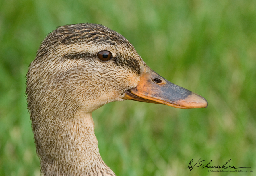 Wildlife Photography Galery Image