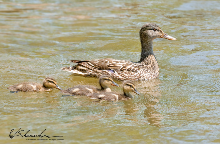 Wildlife Photography Galery Image