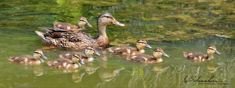 Wildlife Photography Galery Image