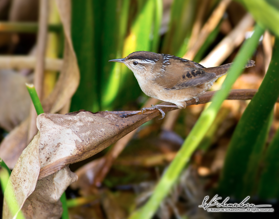 Wildlife Photography Gallery Image