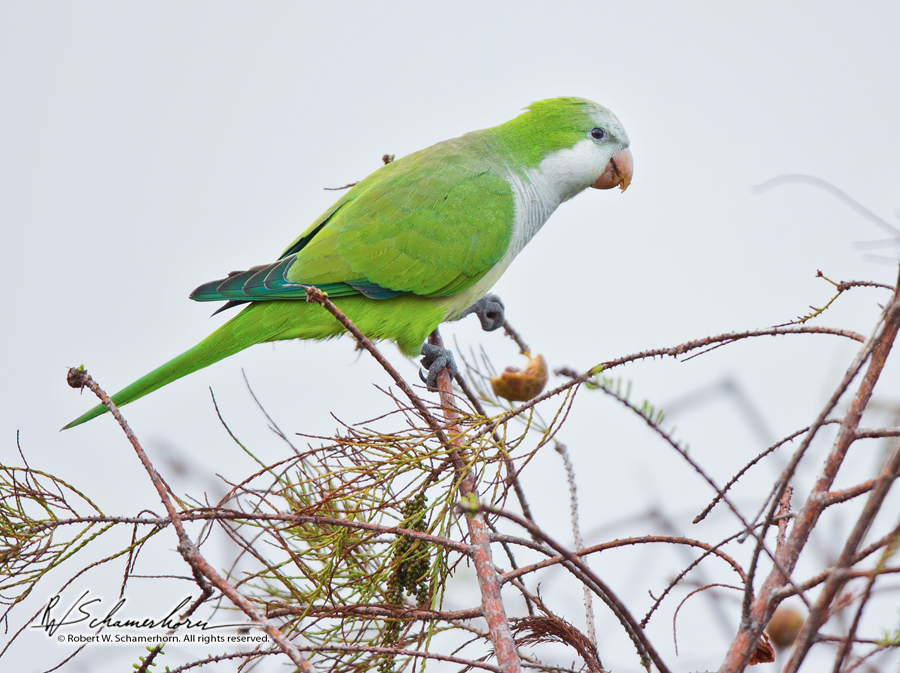 Wildlife Photography Gallery Image