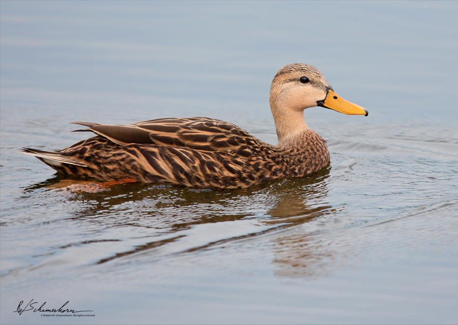 Wildlife Photography Gallery Image