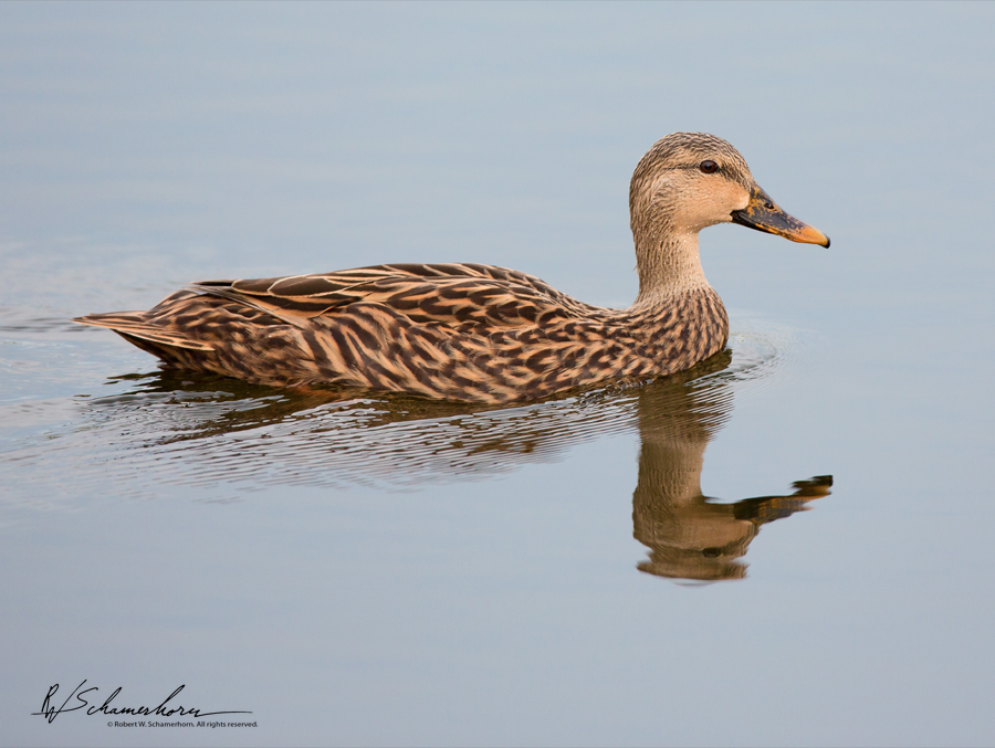 Wildlife Photography Gallery Image