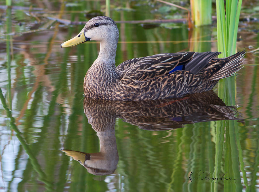 Wildlife Photography Gallery Image