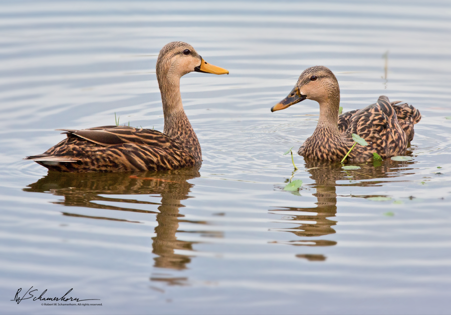 Wildlife Photography Gallery Image